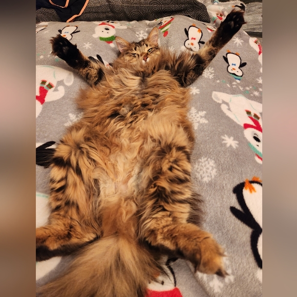 Meet your Posher, Jodi and Falcon Kitty! - Picture 5 of 8